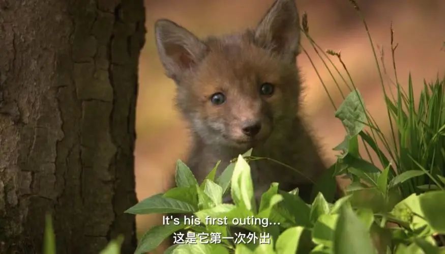 娃的入门纪录片，必须是它啊！萌萌哒超温馨，居然没人推过！